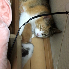 けっこう動きます^_^！の画像