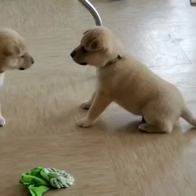 子犬動画みてみての画像