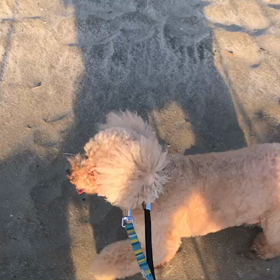♪お散歩動画♪お台場海浜公園♪の画像