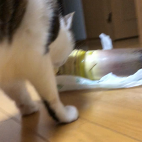 筍とデールと蕁麻疹。の画像