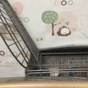 今日の小梅ちゃんの画像