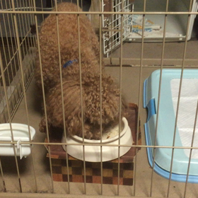 お魚、大成功の画像