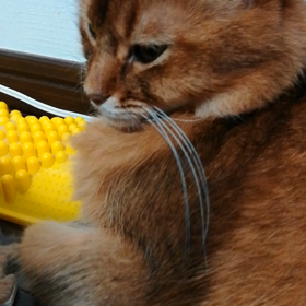 食べる？に反応するハナの画像