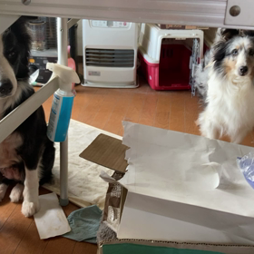 あくびはうつるの画像