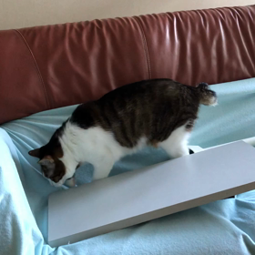 コロナ禍でお酒が弱くなりました。デールちゃんオシッコしないでよ！の画像