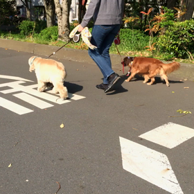 近所散歩の画像