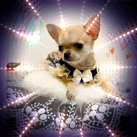 飼い主様募集中の凛ちゃんの画像