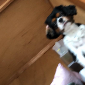 ■今朝の目覚まし■の画像