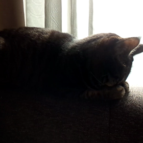 よし子 ごめん寝(-ｪ-)｡oの画像