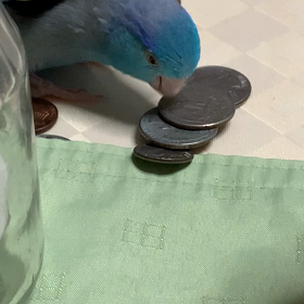 コインとインコの画像