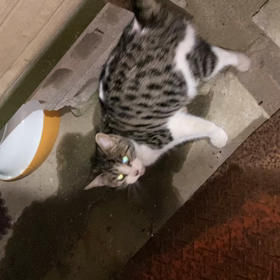 今朝こっこの画像