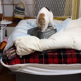 シロちゃん捕獲される　その②の画像