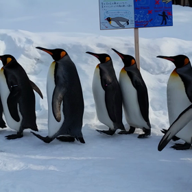 ペンギンの散歩の画像