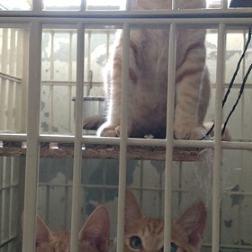 管理所　子猫３兄弟、そして。の画像