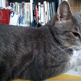 朝から好戦的の画像