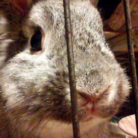 とぼけっ面に鼻の画像