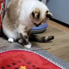 今夜の猫の画像