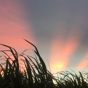 アッサンドラーの動画の画像