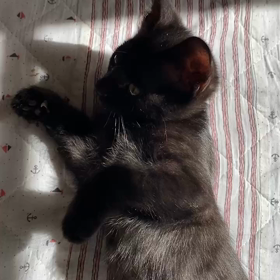 11月12日（日）参加猫可愛い黒猫3兄妹の画像