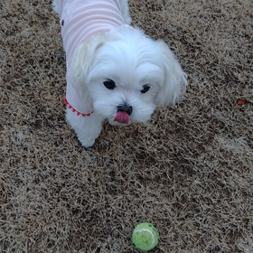 風が冷たい！けどボール遊び～の画像