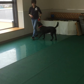 ドッグダンス競技会出たかった（は〜ちゃん編）の画像