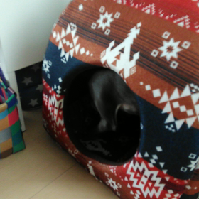 イタグレ　歯がかゆいんです。の画像