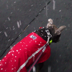 雪が降ったよ❗の画像