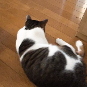 もしかしておしるしかも！？それと猫にまたたびをあげた結果、、の画像