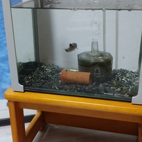 みてないの画像