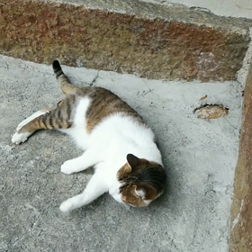 バキューン★やられた～～の画像