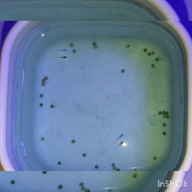 小屋は作れませんでした(＞人＜;)の画像