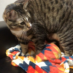 フミフミフミフミの画像