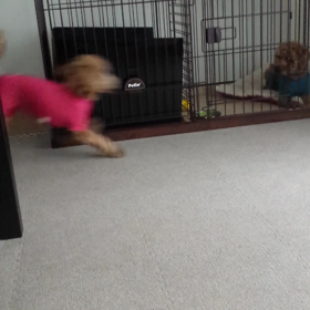 ブルブル☆の画像