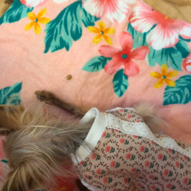 カリポリの画像