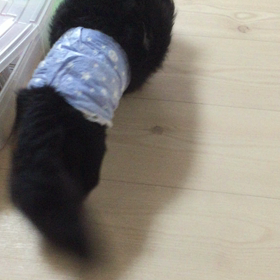 椎間板ヘルニア回復！の画像