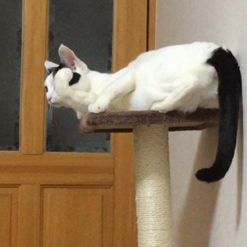 深夜  ハート猫の画像