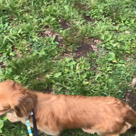 ♪お散歩動画♪代々木公園♪の画像