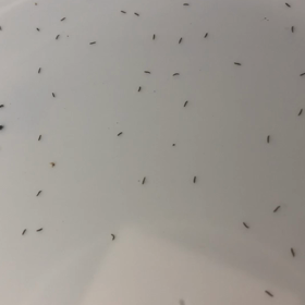 よーーくみるとの画像