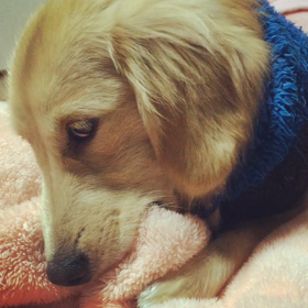 うちのわんこチャン ちゅっちゅしてるんだよの画像