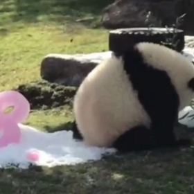 おもしろ可愛い結浜 ぱんだのーと