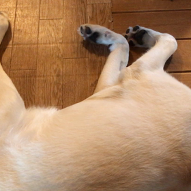 きょうのわんこの画像