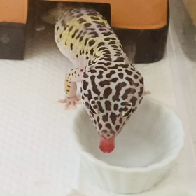 ピム　水飲みの画像