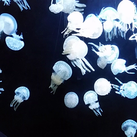 ☆涼動画②～水族館☆の画像