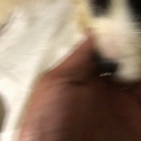 福島 お問い合わせの子犬 2の画像