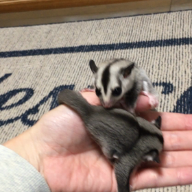 今日のフクモモの画像