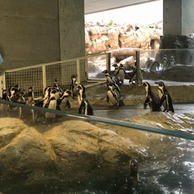 ペンギンさん、ごはんですよ！あ、間違えた！（笑）の画像