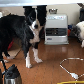 今年もカリーネは、の画像