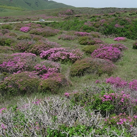阿蘇ミヤマキリシマ(動画)の画像