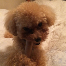 ルイくん★カミカミMovieの画像