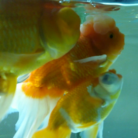 頂天眼と言う品種はあまり泳がず底でじっとしている。の画像